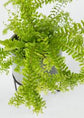 Boston Petticoat Fern - 3 Live Plants in 2 Inch Pots - Nephrolepis Exaltata &