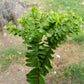 Boston Petticoat Fern - 3 Live Plants in 2 Inch Pots - Nephrolepis Exaltata &