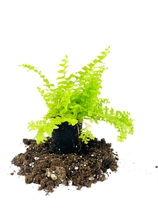 Boston Petticoat Fern - 3 Live Plants in 2 Inch Pots - Nephrolepis Exaltata &