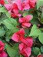 Bougainvillea Braided Tree - Live Plant in a 10 Inch Pot - Beautiful Flowering Tree from Florida