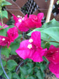Bougainvillea Braided Tree - Live Plant in a 10 Inch Pot - Beautiful Flowering Tree from Florida