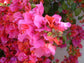Bougainvillea Braided Tree - Live Plant in a 10 Inch Pot - Beautiful Flowering Tree from Florida