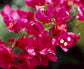 Bougainvillea Multi Pack - 3 Live Plants in 4 Inch Pots - Colors Chosen Based Health, Beauty and Availability - Beautiful Flowering Shrub for The Patio Or Garden