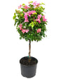 Bougainvillea Braided Tree - Live Plant in a 10 Inch Pot - Beautiful Flowering Tree from Florida