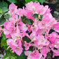 Bougainvillea Multi Pack - 3 Live Plants in 4 Inch Pots - Colors Chosen Based Health, Beauty and Availability - Beautiful Flowering Shrub for The Patio Or Garden