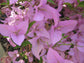 Bougainvillea Multi Pack - 3 Live Plants in 4 Inch Pots - Colors Chosen Based Health, Beauty and Availability - Beautiful Flowering Shrub for The Patio Or Garden