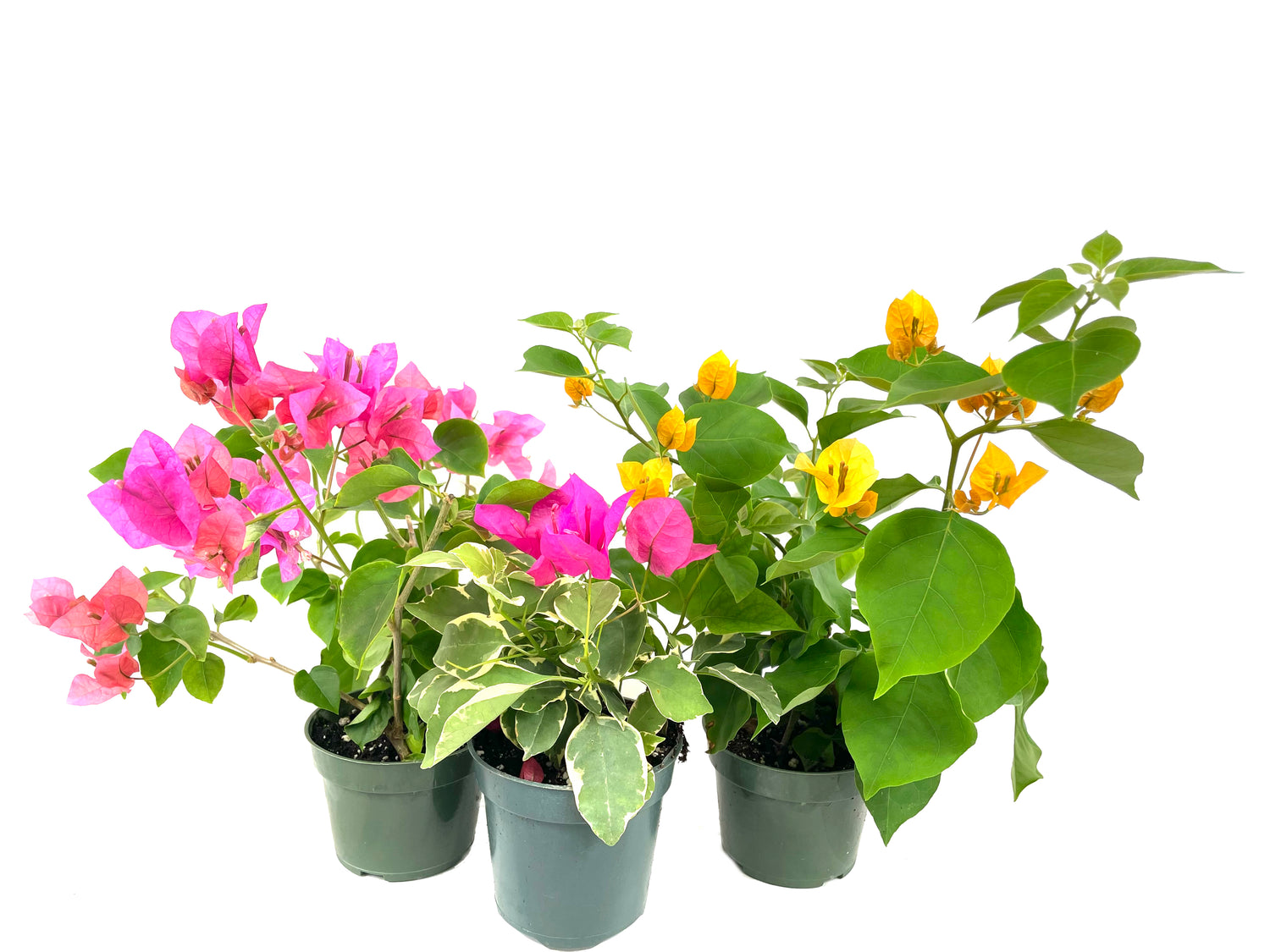 bougainvillea plant in pots Bougainvillea Multi Pack - 3 Live Plants in 4 Inch Pots