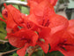 Orange Bougainvillea with Trellis - Live Plant in a 3 Gallon Pot - Beautiful and Vibrant Flowering Shrub