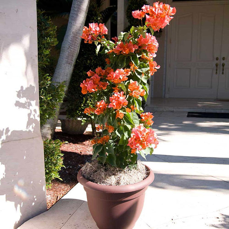 bougainvillea potted plant Orange Bougainvillea with Trellis - Live Plant in a 3 Gallon Pot