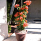 Orange Bougainvillea with Trellis - Live Plant in a 3 Gallon Pot - Beautiful and Vibrant Flowering Shrub
