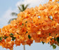 Orange Bougainvillea with Trellis - Live Plant in a 3 Gallon Pot - Beautiful and Vibrant Flowering Shrub