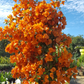 Orange Bougainvillea with Trellis - Live Plant in a 3 Gallon Pot - Beautiful and Vibrant Flowering Shrub
