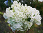 Bougainvillea Multi Pack - 3 Live Plants in 4 Inch Pots - Colors Chosen Based Health, Beauty and Availability - Beautiful Flowering Shrub for The Patio Or Garden