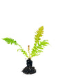 Brazilian Tree Fern - 3 Live Plant in 2 Inch Pots - Blechnum Brasiliense - Extremely Rare and Exotic Ferns from Florida