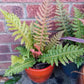 Brazilian Tree Fern - Live Plant in a 6 Inch Pot - Blechnum Brasiliense &