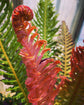 Brazilian Tree Fern - Live Plant in a 6 Inch Pot - Blechnum Brasiliense &