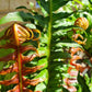 Brazilian Tree Fern - Live Plant in a 6 Inch Pot - Blechnum Brasiliense &