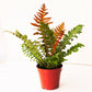 Brazilian Tree Fern - Live Plant in a 6 Inch Pot - Blechnum Brasiliense &