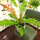 Brazilian Tree Fern - Live Plant in a 6 Inch Pot - Blechnum Brasiliense &