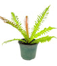 Brazilian Tree Fern - Live Plant in a 6 Inch Pot - Blechnum Brasiliense &