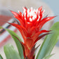Guzmania Bromeliad - Live Plant in a 4 Inch Pot - Guzmania Lingulata - Beautiful Indoor Tropical Houseplant