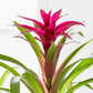 Guzmania Bromeliad - Live Plant in a 4 Inch Pot - Guzmania Lingulata - Beautiful Indoor Tropical Houseplant