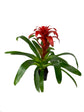 Tropical Indoor Houseplant Multi-Pack - 3 Live Plants in 4 Inch Pots - Bromeliad Guzmania - Triostar Stromanthe - Croton Gold Dust - Beautiful Easy to Grow Air Purifying Indoor Plants