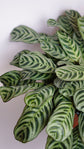 Burle Marx Calathea - Live Plant in a 6 Inch Pot - Calathea Burlemarmii &