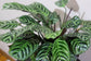 Burle Marx Calathea - Live Plant in a 6 Inch Pot - Calathea Burlemarmii &