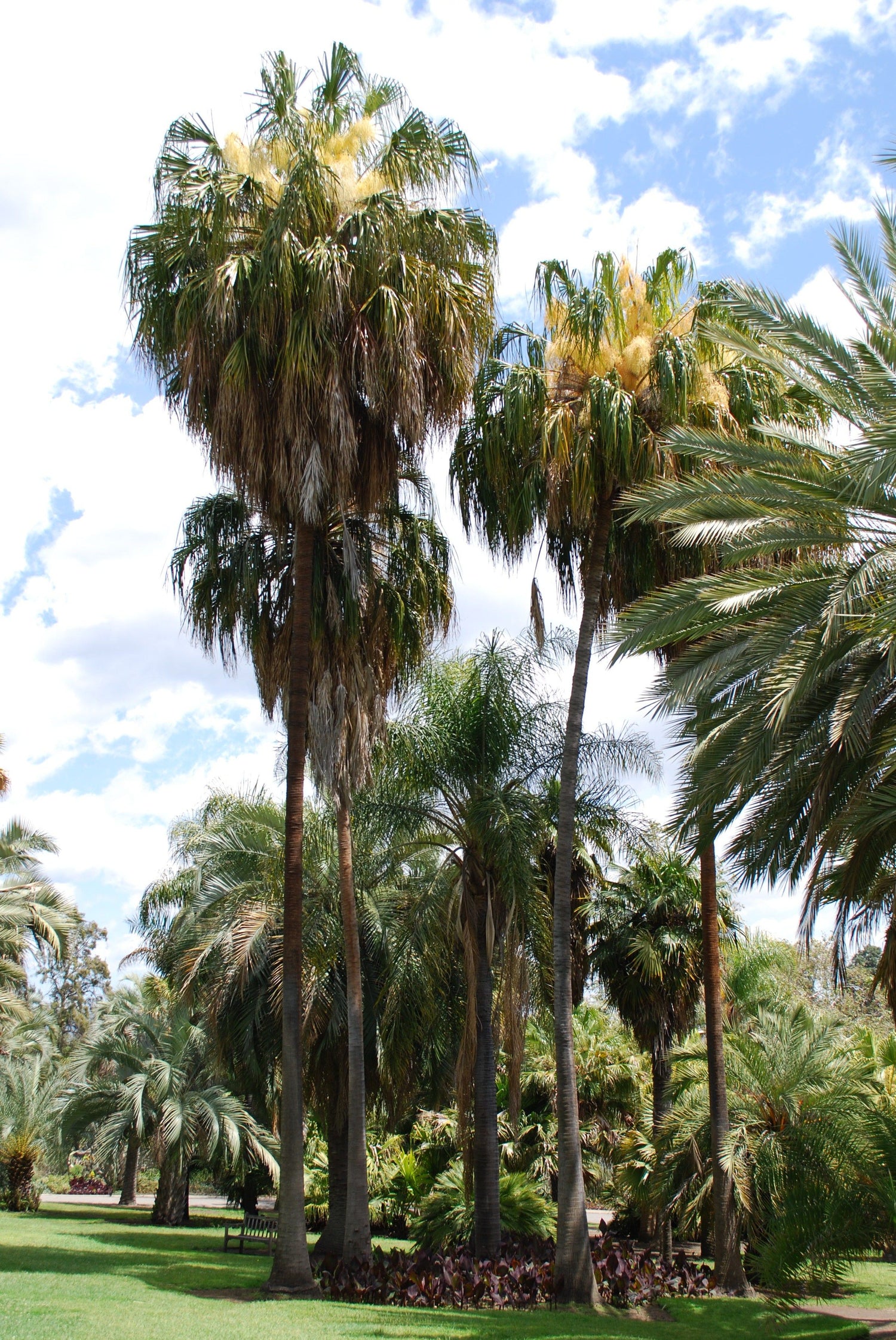 Cabbage Tree Palm - Live Plant in a 3 Gallon Growers Pot - Livistona A ...