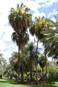 Cabbage Tree Palm - Live Plant in a 3 Gallon Growers Pot - Livistona Australis - Rare Ornamental Palms of Florida