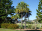 Cabbage Tree Palm - Live Plant in a 3 Gallon Growers Pot - Livistona Australis - Rare Ornamental Palms of Florida