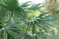 Cabbage Tree Palm - Live Plant in a 3 Gallon Growers Pot - Livistona Australis - Rare Ornamental Palms of Florida