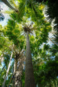 Cabbage Tree Palm - Live Plant in a 3 Gallon Growers Pot - Livistona Australis - Rare Ornamental Palms of Florida