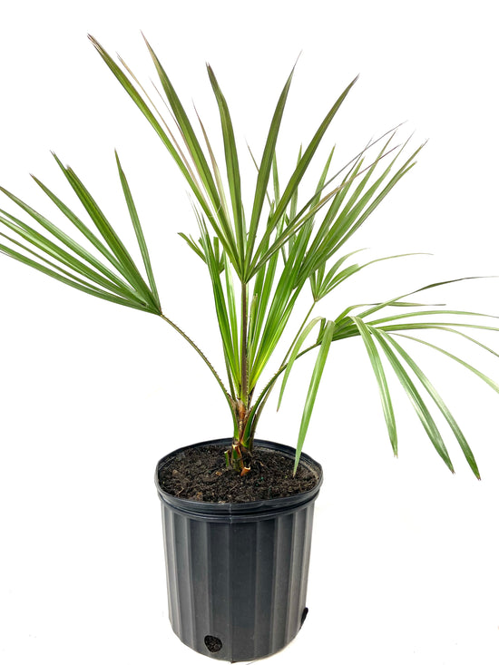Cabbage Tree Palm - Live Plant in a 3 Gallon Growers Pot - Livistona Australis - Rare Ornamental Palms of Florida