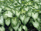 Caladium Water&