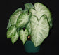 Caladium Water&