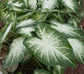 Caladium Water&