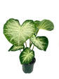 Caladium Water&