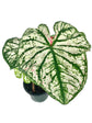 Caladium White Christmas - Live Plants in 4 inch Pots - Caladium &