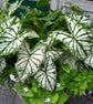 Caladium White Christmas - Live Plants in 4 inch Pots - Caladium &