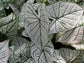 Caladium White Christmas - Live Plants in 4 inch Pots - Caladium &