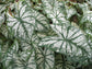 Caladium White Christmas - Live Plants in 4 inch Pots - Caladium &