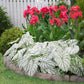 Caladium White Christmas - Live Plants in 4 inch Pots - Caladium &