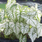 Caladium White Christmas - Live Plants in 4 inch Pots - Caladium &