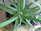 Calamar Squid Agave - Live Plant in a 6 Inch Pot -Agave Bracteosa &