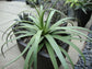 Calamar Squid Agave - Live Plant in a 6 Inch Pot -Agave Bracteosa &