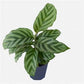 Calathea Indoor Houseplant Multi-Pack - 3 Live Plants in 4 Inch Pots - Growers Choice Based on Health, Beauty and Season - Beautiful Easy to Grow Air Purifying Indoor Plants