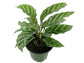 Calathea Freddie - Live Plant in a 6 Inch Pot - Calathea &
