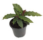 Calathea Rufibarba - Live Plant in a 4 Inch Pot - Beautiful Easy to Grow Air Purifying Indoor Plant